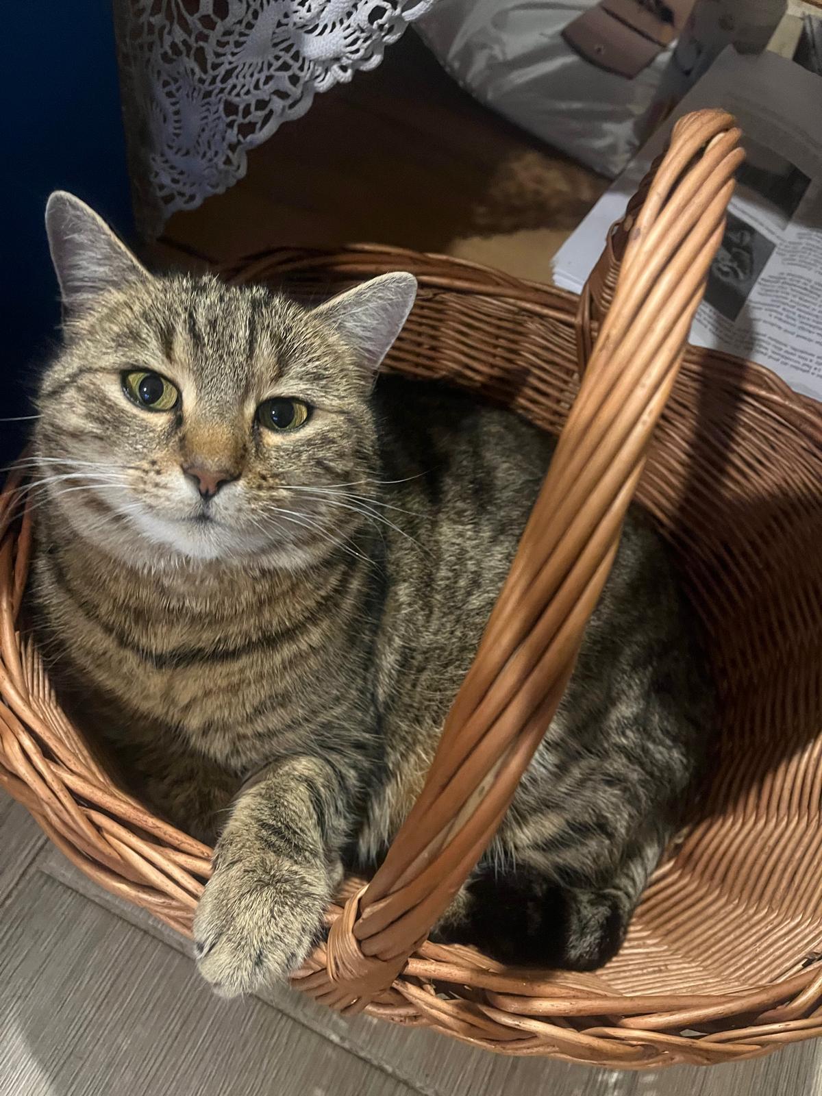 Kočka v košíku